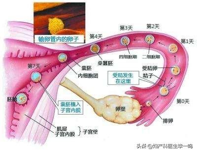 性生活半个月可以验孕