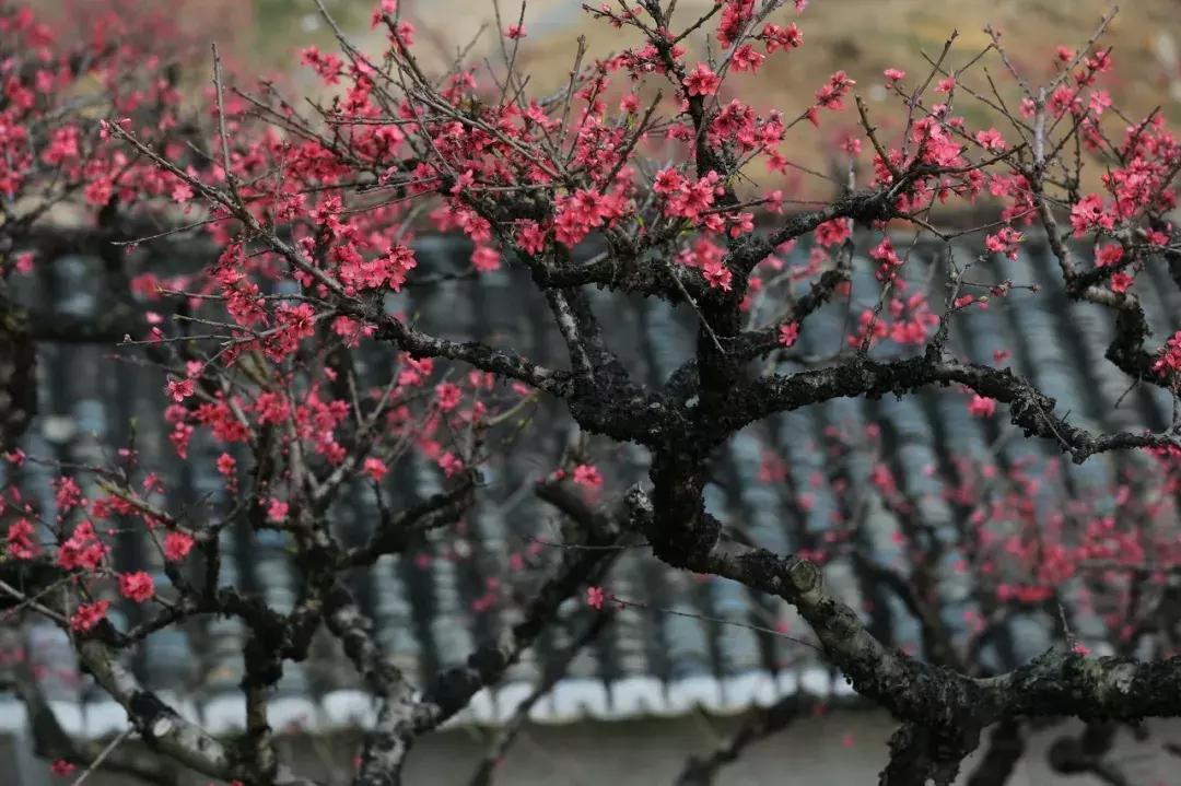 广东省能否种植胡杨树